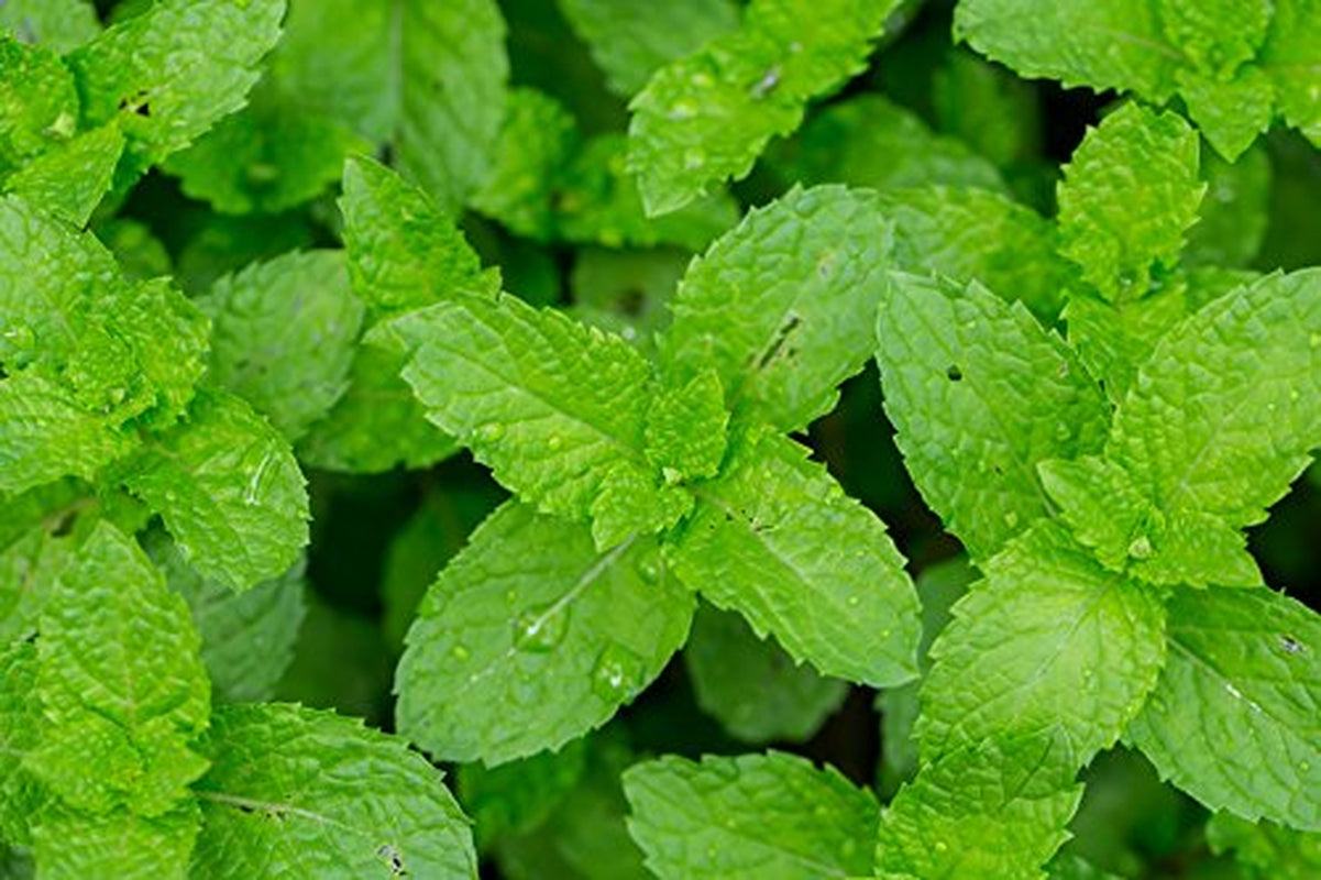 100% Pure Peppermint Essential Oil - USDA Certified Organic - 10 Ml Pack of 2 - W/Improved Caps and Droppers (More Size Variations Available) TLBH