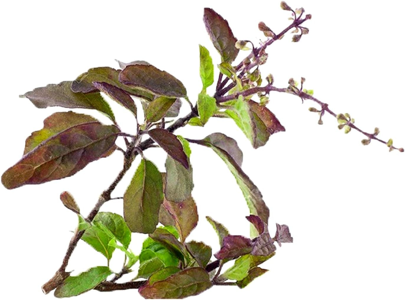 100+ Krishna Tulsi Holy Basil Seeds Red Leaf Indian Sacred Red Leaf Herb Tulasi Thulasi Shayam Heirloom Non-Gmo Fragrant Grown in USA TLBH