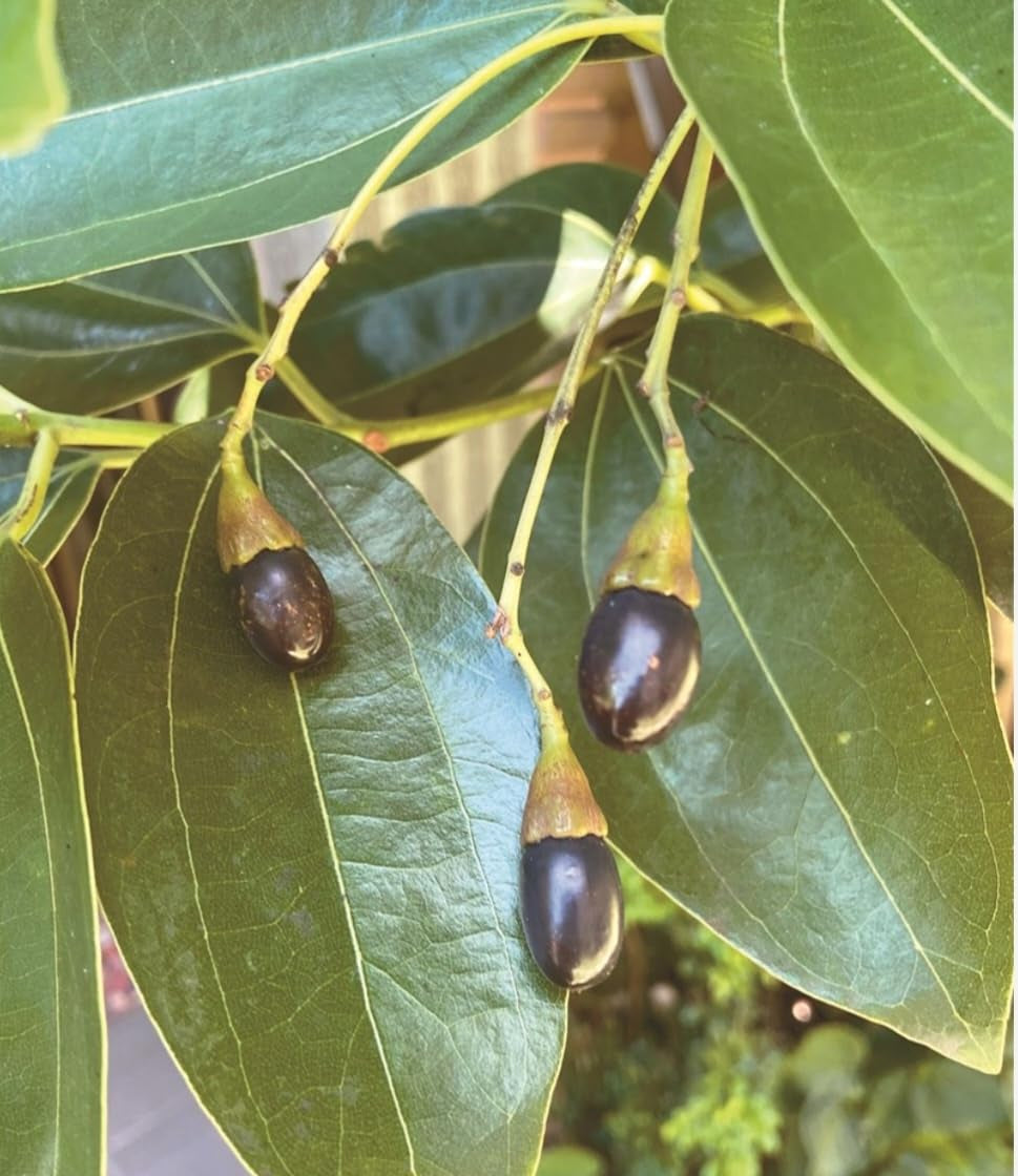 35 Cinnamon Tree Seeds Cinnamomum Verum Fast Growing True Ceylon Cinnamomum TLBH