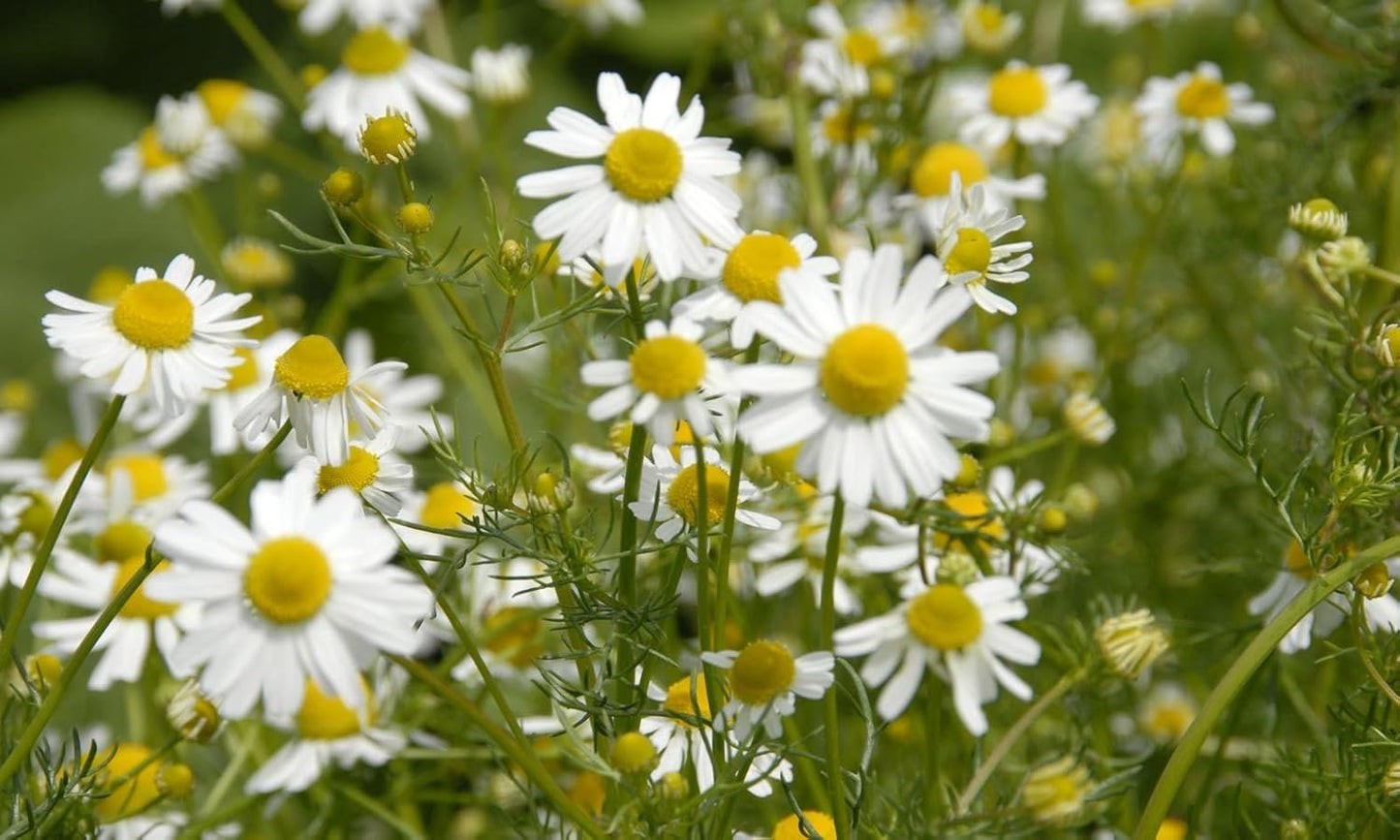 2500+ Chamomile (Matricaria Chamomilla) Medicinal - Herb Yellow TLBH