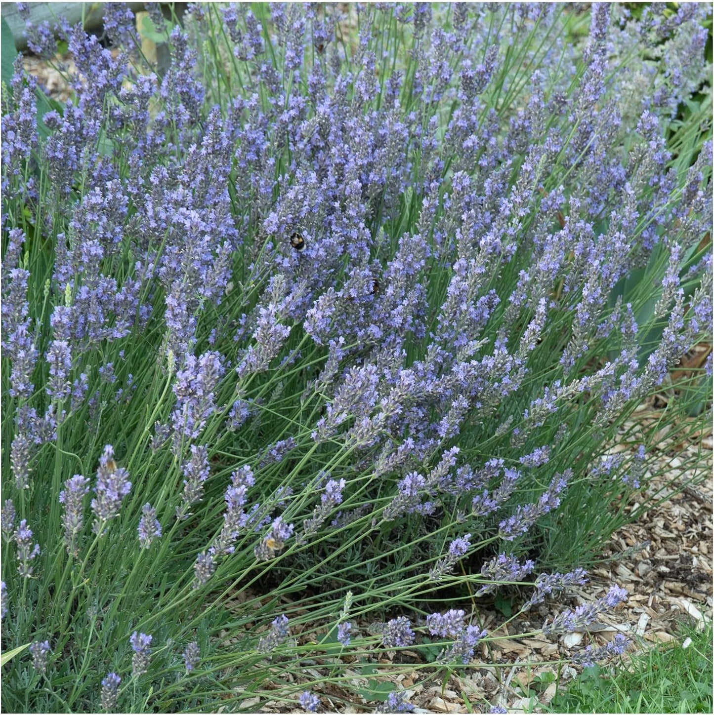 , Blue Hidcote Lavender Seeds - 500 Heirloom Seeds for Planting Lavandula Angustifolia - Fragrant Perennial Medicinal Herb for Outdoor Gardens (1 Pack) TLBH