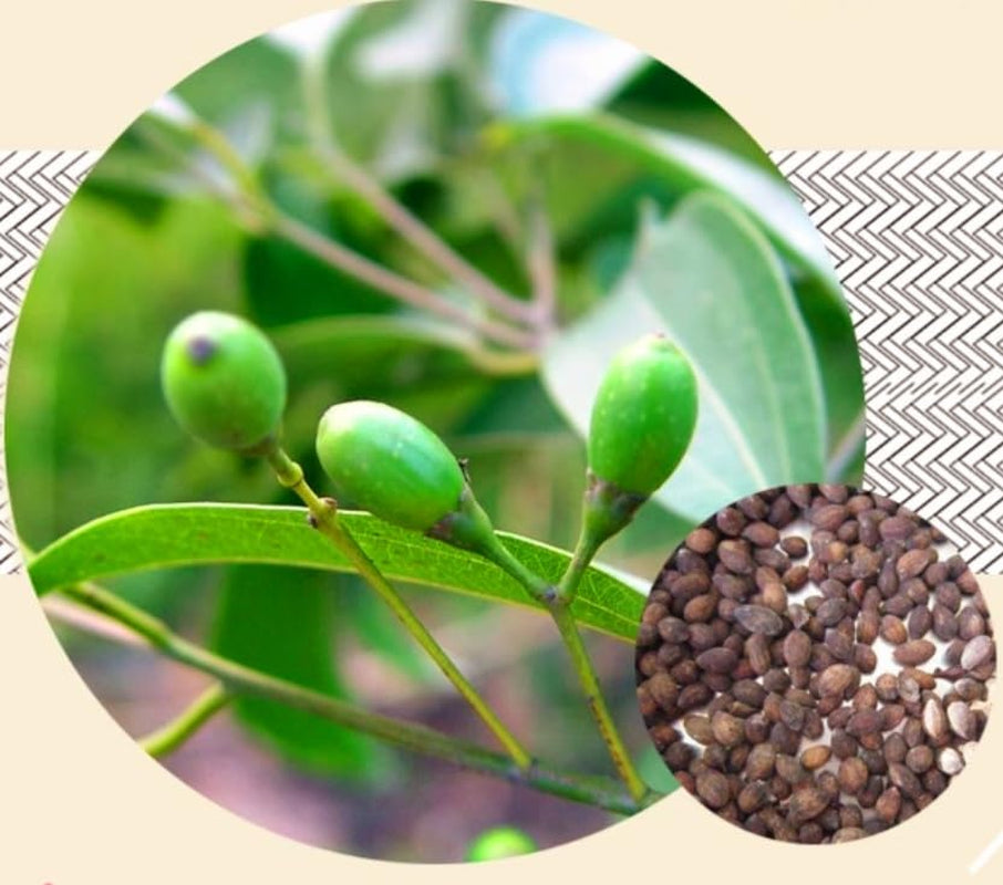 35 Cinnamon Tree Seeds Cinnamomum Verum Fast Growing True Ceylon Cinnamomum TLBH