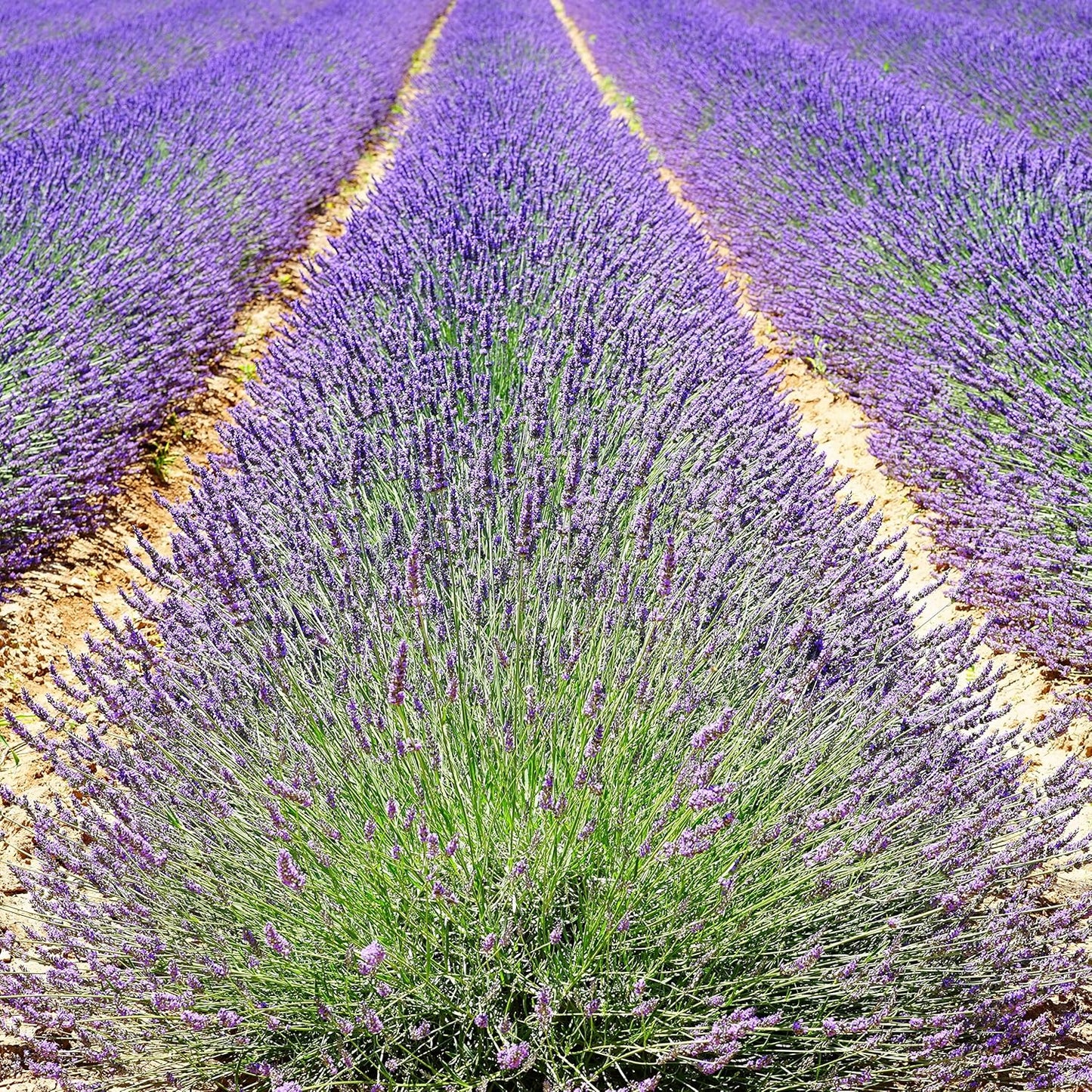 - English Lavender Seeds for Planting 250 Mg, 200 Heirloom Seeds, Non-Gmo, Packet Includes Instructions for Growing, Lavandula Angustifolia TLBH