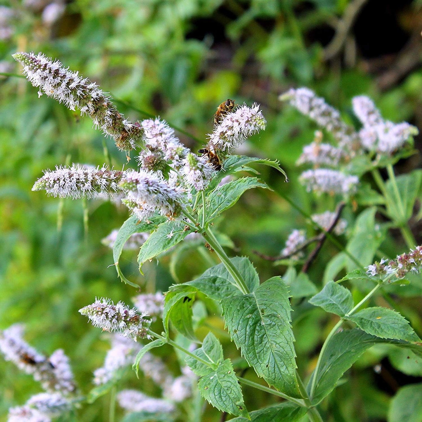 1000 Seeds Perennial Mentha Piperita Peppermint Herb Garden Seed for Planting TLBH