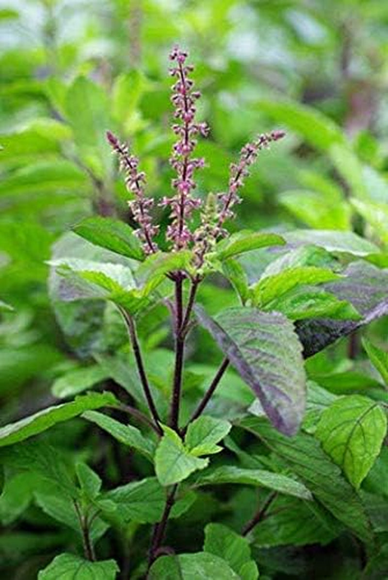 100+ Krishna Tulsi Holy Basil Seeds Red Leaf Indian Sacred Red Leaf Herb Tulasi Thulasi Shayam Heirloom Non-Gmo Fragrant Grown in USA TLBH