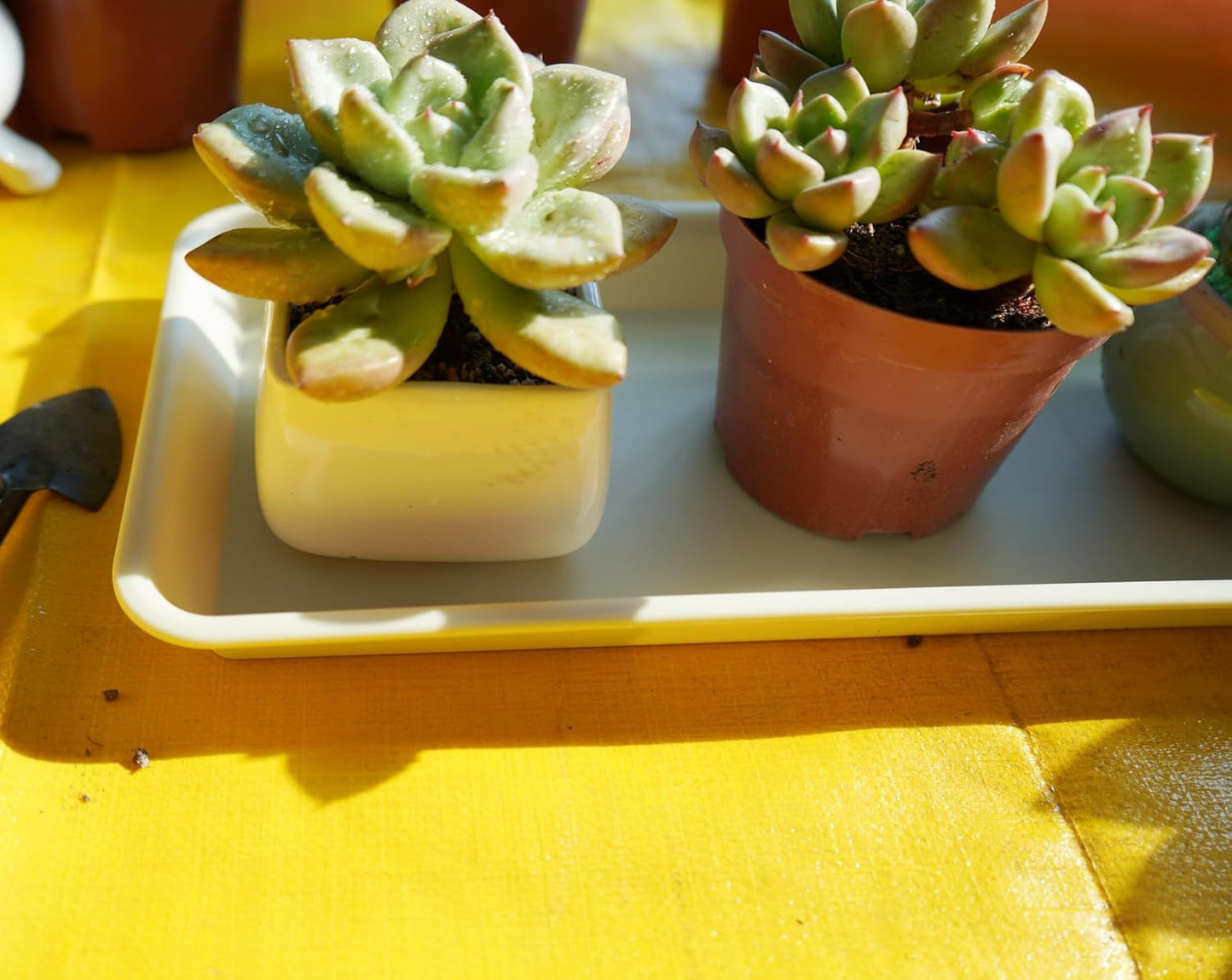 6 Pack of Plastic Plant Tray Saucer Rectangular 11 Inch, Plant Trays Saucers for Indoors Outdoor, Plant Water Drip Tray for Flower Pot Planter, Windowsill Plant Tray (6 X 10'', Beige)