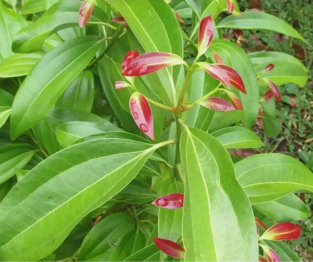 35 Cinnamon Tree Seeds Cinnamomum Verum Fast Growing True Ceylon Cinnamomum TLBH