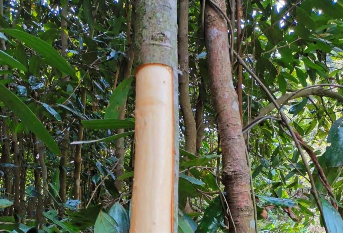 35 Cinnamon Tree Seeds Cinnamomum Verum Fast Growing True Ceylon Cinnamomum TLBH