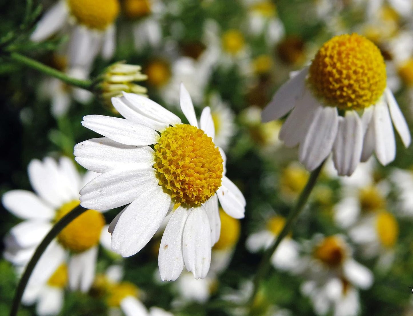 2500+ Chamomile (Matricaria Chamomilla) Medicinal - Herb Yellow TLBH