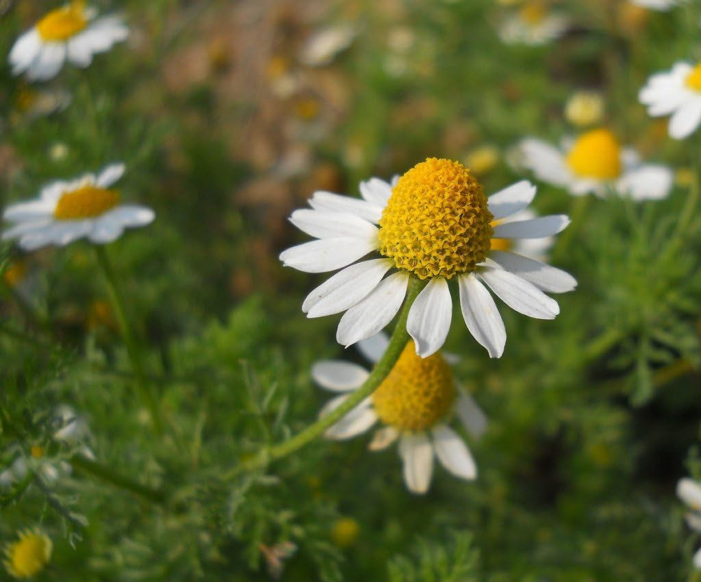 2500+ Chamomile (Matricaria Chamomilla) Medicinal - Herb Yellow TLBH