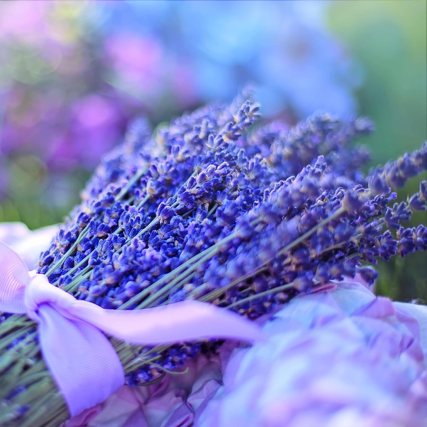 - English Lavender Seeds for Planting 250 Mg, 200 Heirloom Seeds, Non-Gmo, Packet Includes Instructions for Growing, Lavandula Angustifolia TLBH