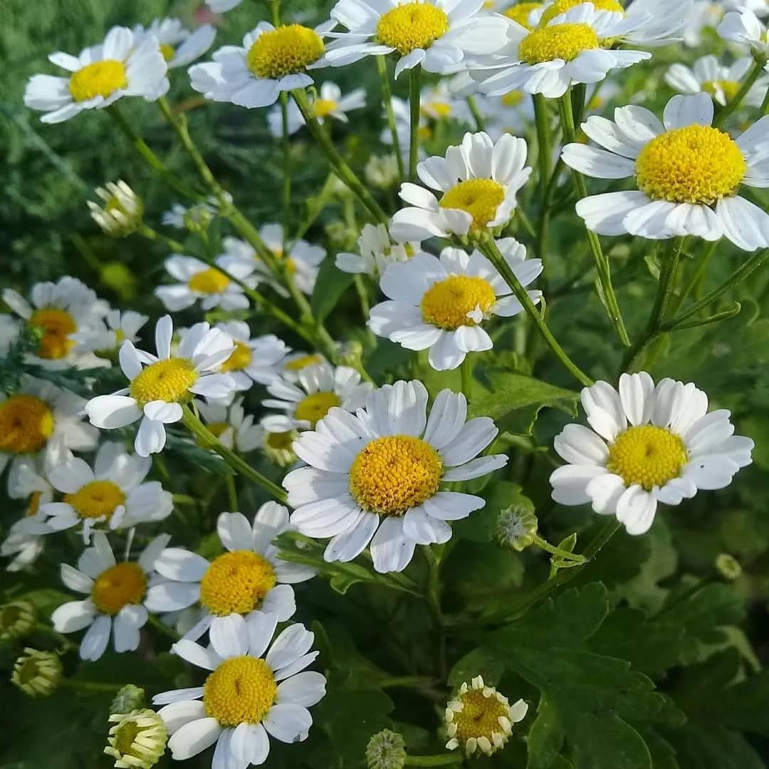 2500+ Chamomile (Matricaria Chamomilla) Medicinal - Herb Yellow TLBH