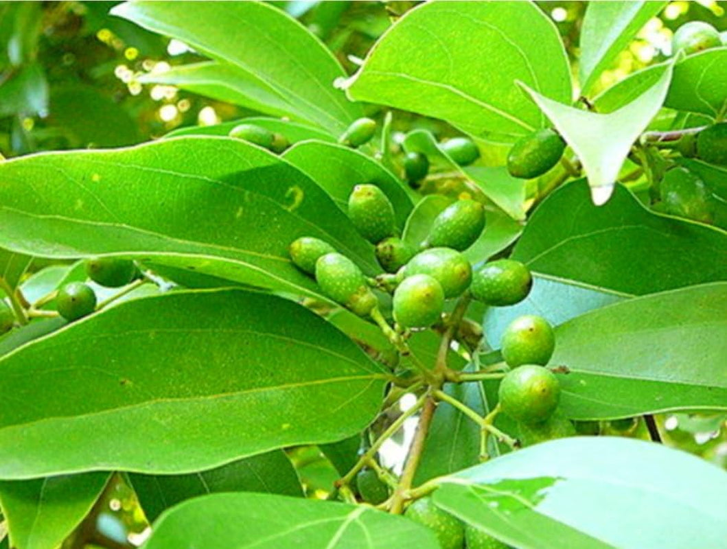 35 Cinnamon Tree Seeds Cinnamomum Verum Fast Growing True Ceylon Cinnamomum TLBH