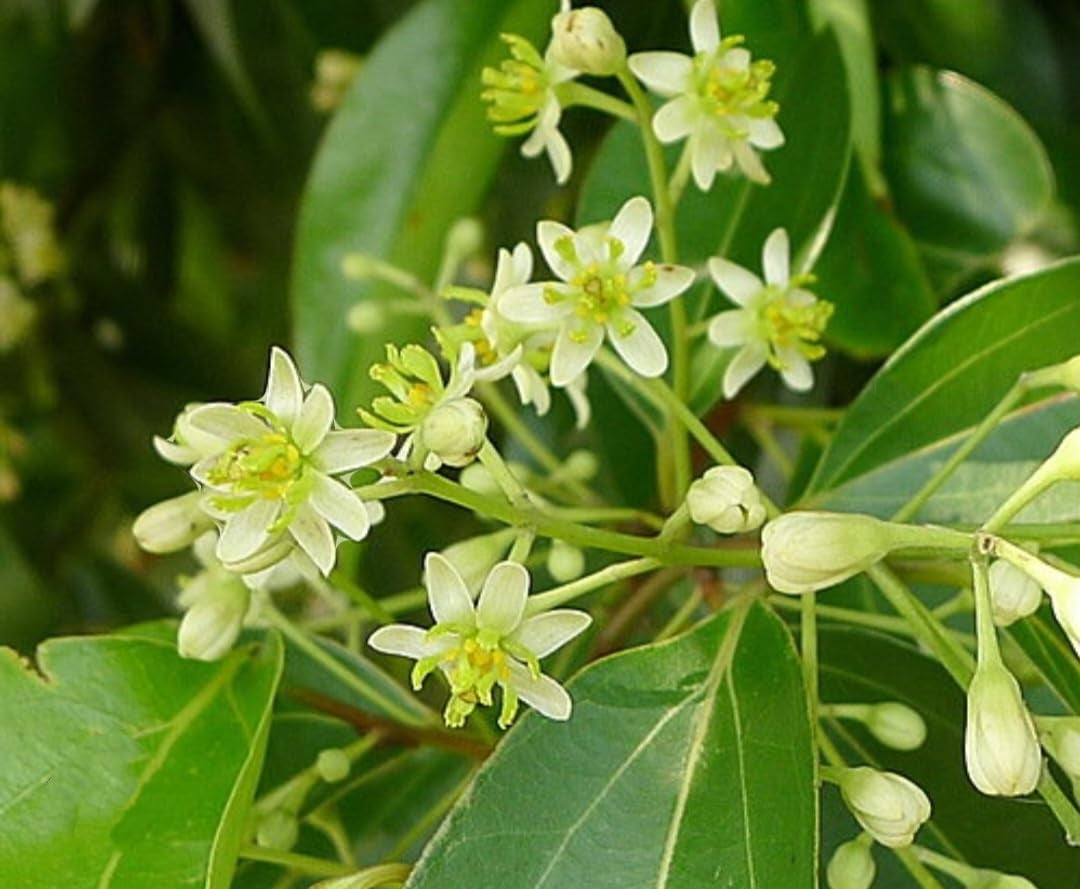 35 Cinnamon Tree Seeds Cinnamomum Verum Fast Growing True Ceylon Cinnamomum TLBH