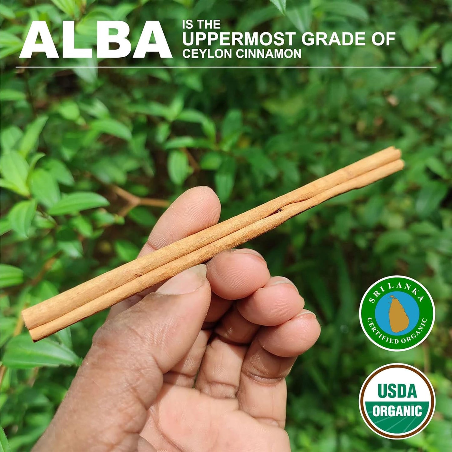 True Ceylon Alba Cinnamon Sticks, Organic Inner Bark Only, Fresh Crop by a Sri Lankan Farmer, 135G (40-50 Nrs. of 4” Long Sticks), Cinnamomum Zeylanicum (Verum), Light Brown TLBH