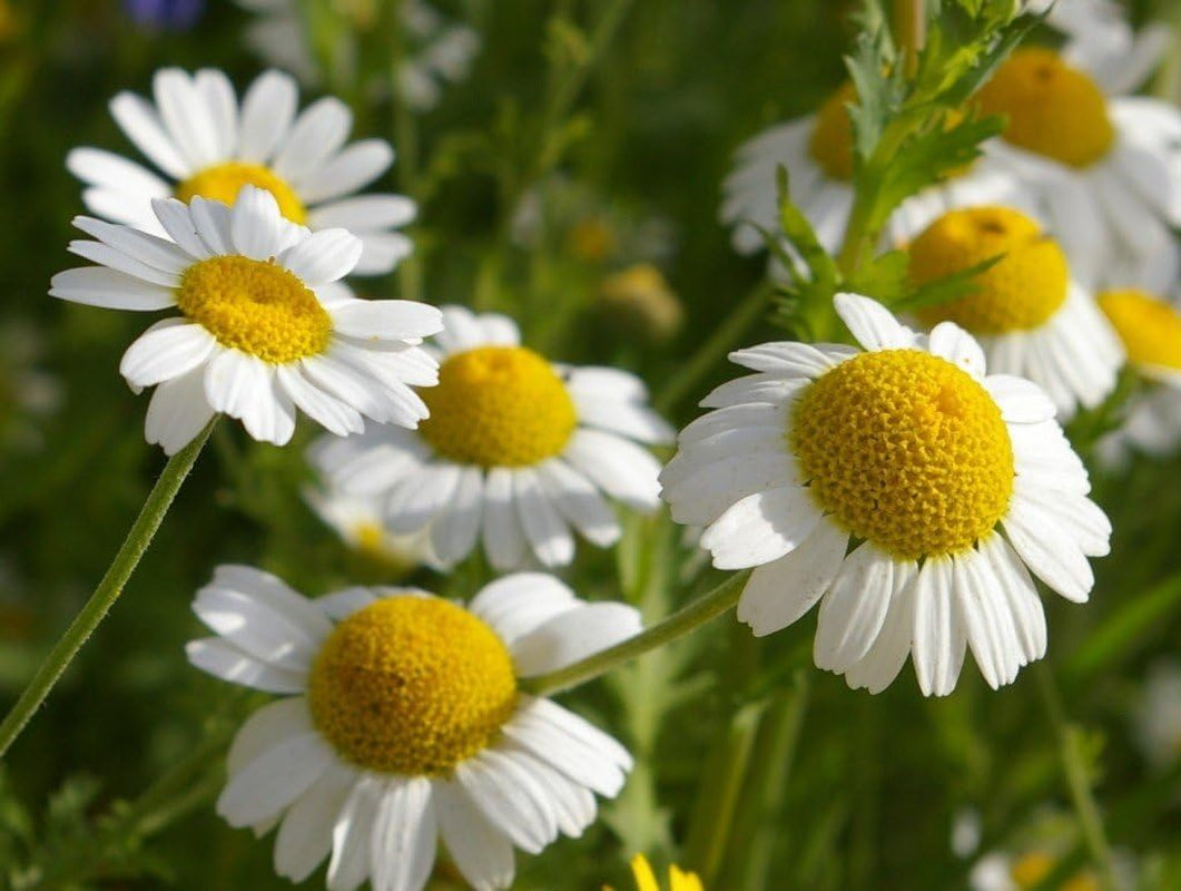 Seeds German Chamomile - Matricaria Chamomilla - 2500 Seeds Heirloom Herbs - GMO Free TLBH