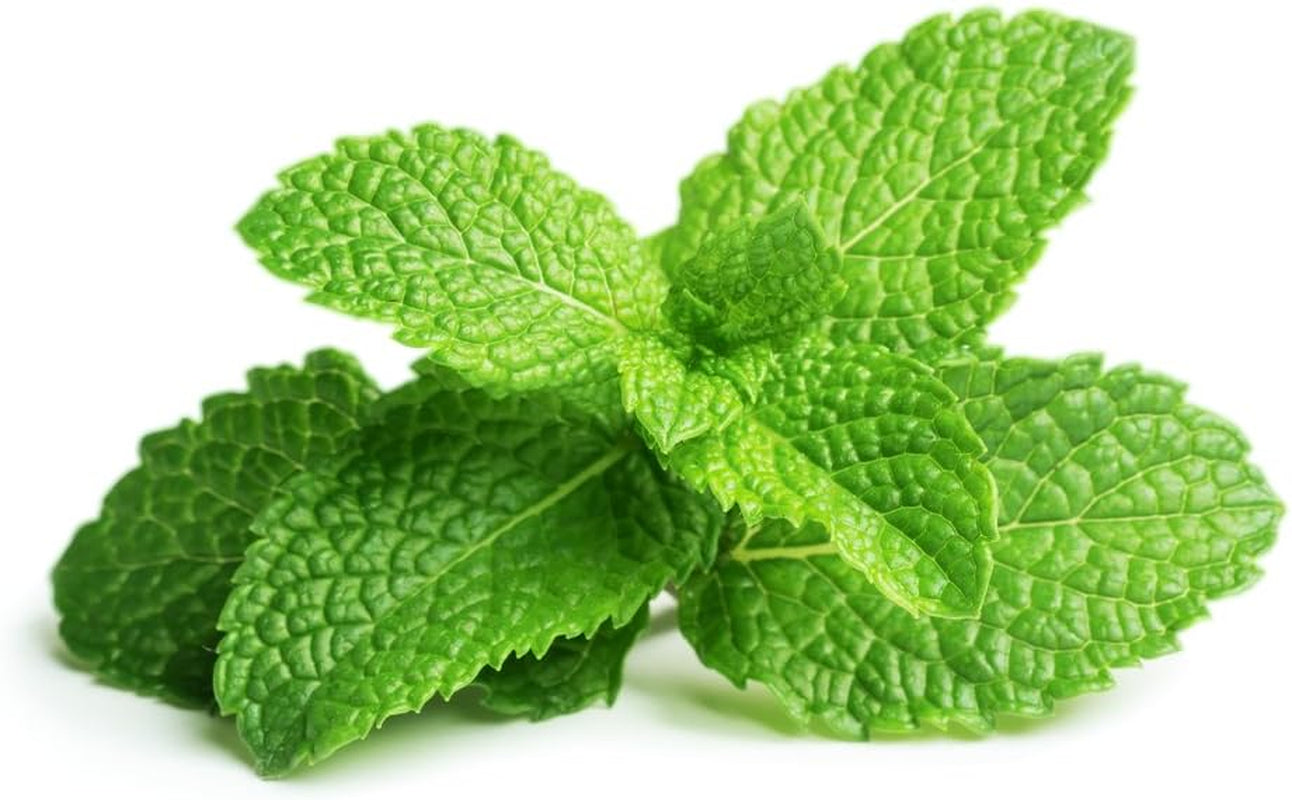 Peppermint Seeds for Planting, 1000+ Heirloom Seeds, (), Non GMO Seeds, Botanical Name: Mentha Piperita, Great Home Herb Garden Gift TLBH
