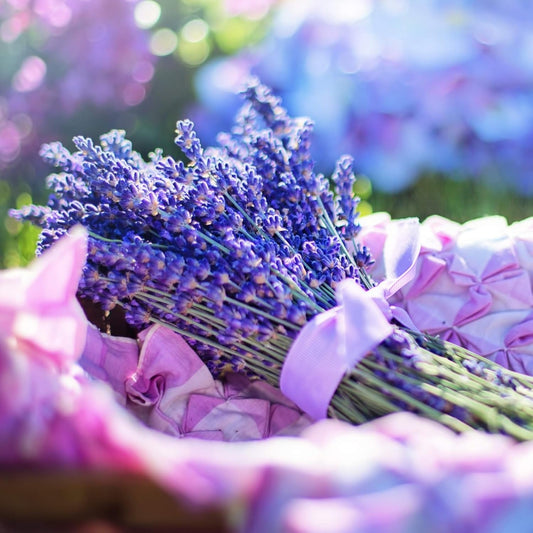 - English Lavender Seeds for Planting 250 Mg, 200 Heirloom Seeds, Non-Gmo, Packet Includes Instructions for Growing, Lavandula Angustifolia TLBH