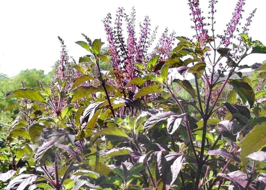 100+ Krishna Tulsi Holy Basil Seeds Red Leaf Indian Sacred Red Leaf Herb Tulasi Thulasi Shayam Heirloom Non-Gmo Fragrant Grown in USA TLBH