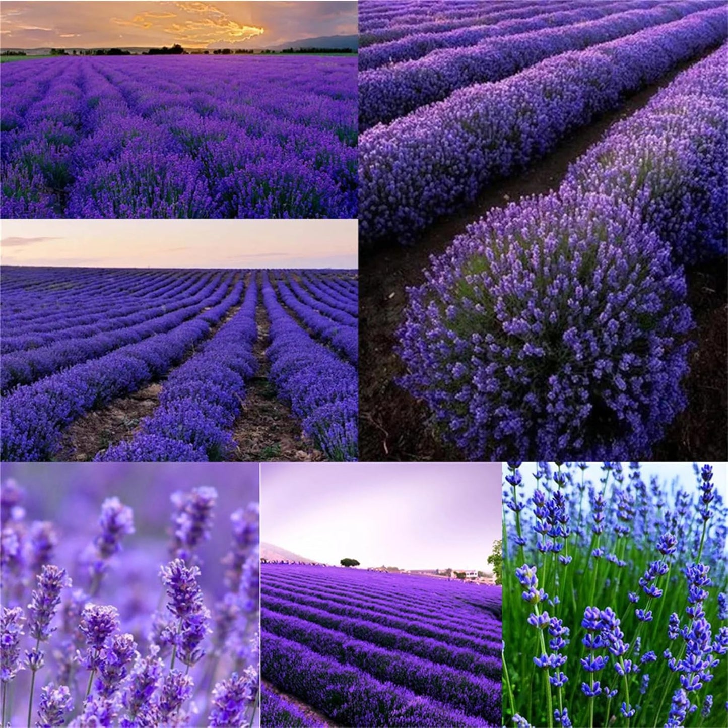 Garden Plant Seed Flower Seed Lavandula Angustifolia 'Ellagance Purple' Lavender 1000+ Seeds TLBH