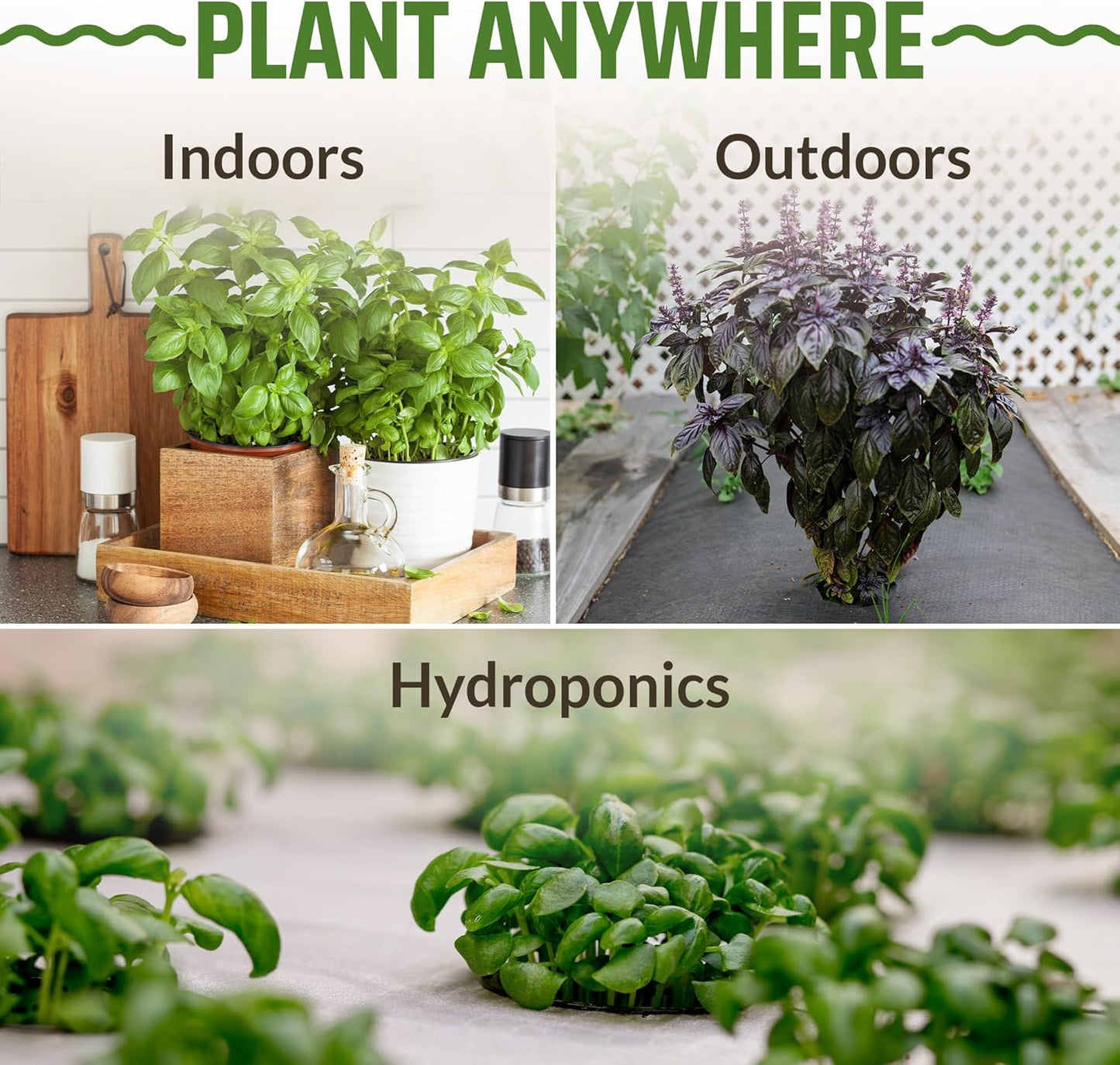 8 Basil Seeds Pack - 4000 High Germinating Fresh Basil Seeds - Thai, Genovese, Lemon, Tulsi Holy Basil, & More Culinary Herb Seeds - Non GMO, USA Heirloom Basil Seeds for Planting TLBH