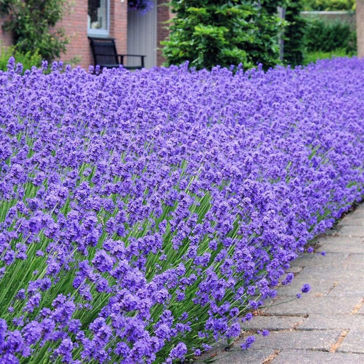 Munstead Lavender Seeds Lavandula Angustifolia 'Munstead' Aromatic Foliage Bushy Perennial Herb Attract Bees & Butterflies Drought Tolerant Garden Outdoor 500Pcs Flower Seeds by YEGAOL Garden TLBH