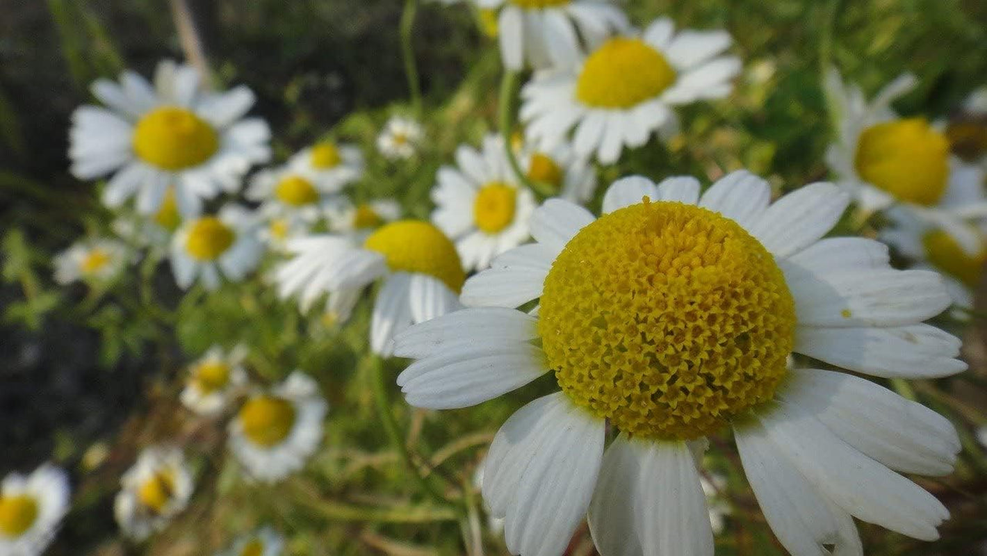 Seeds German Chamomile - Matricaria Chamomilla - 2500 Seeds Heirloom Herbs - GMO Free TLBH