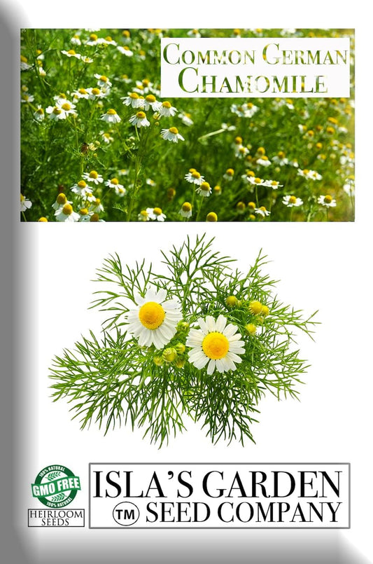 Common German Chamomile Flower/Herb Seeds for Planting, 1000+ Seeds per Packet, (), Non GMO & Heirloom Seeds, Botanical Name: Matricaria Chamomilla, Great Herb Garden Gift TLBH
