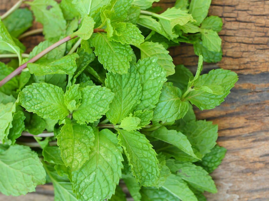 Seeds Mint Peppermint Mentha Medicinal Herbs Garden for Planting Non GMO 1000 Seeds TLBH