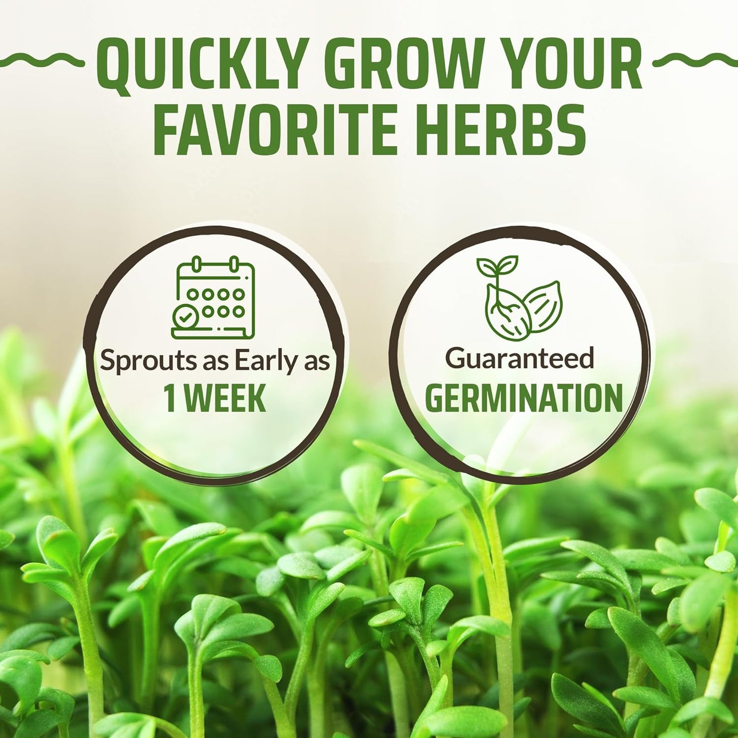 8 Basil Seeds Pack - 4000 High Germinating Fresh Basil Seeds - Thai, Genovese, Lemon, Tulsi Holy Basil, & More Culinary Herb Seeds - Non GMO, USA Heirloom Basil Seeds for Planting TLBH