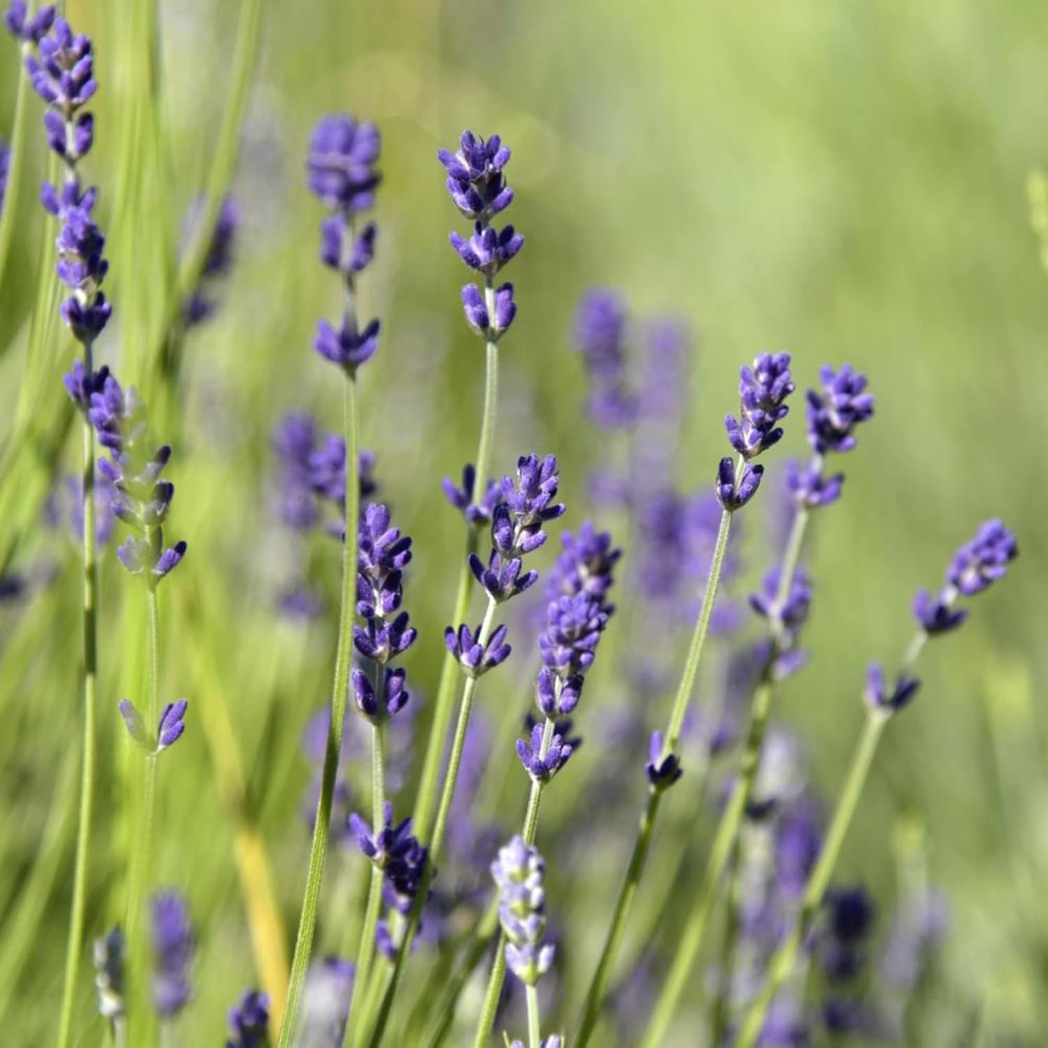 Munstead Lavender Seeds Lavandula Angustifolia 'Munstead' Aromatic Foliage Bushy Perennial Herb Attract Bees & Butterflies Drought Tolerant Garden Outdoor 500Pcs Flower Seeds by YEGAOL Garden TLBH