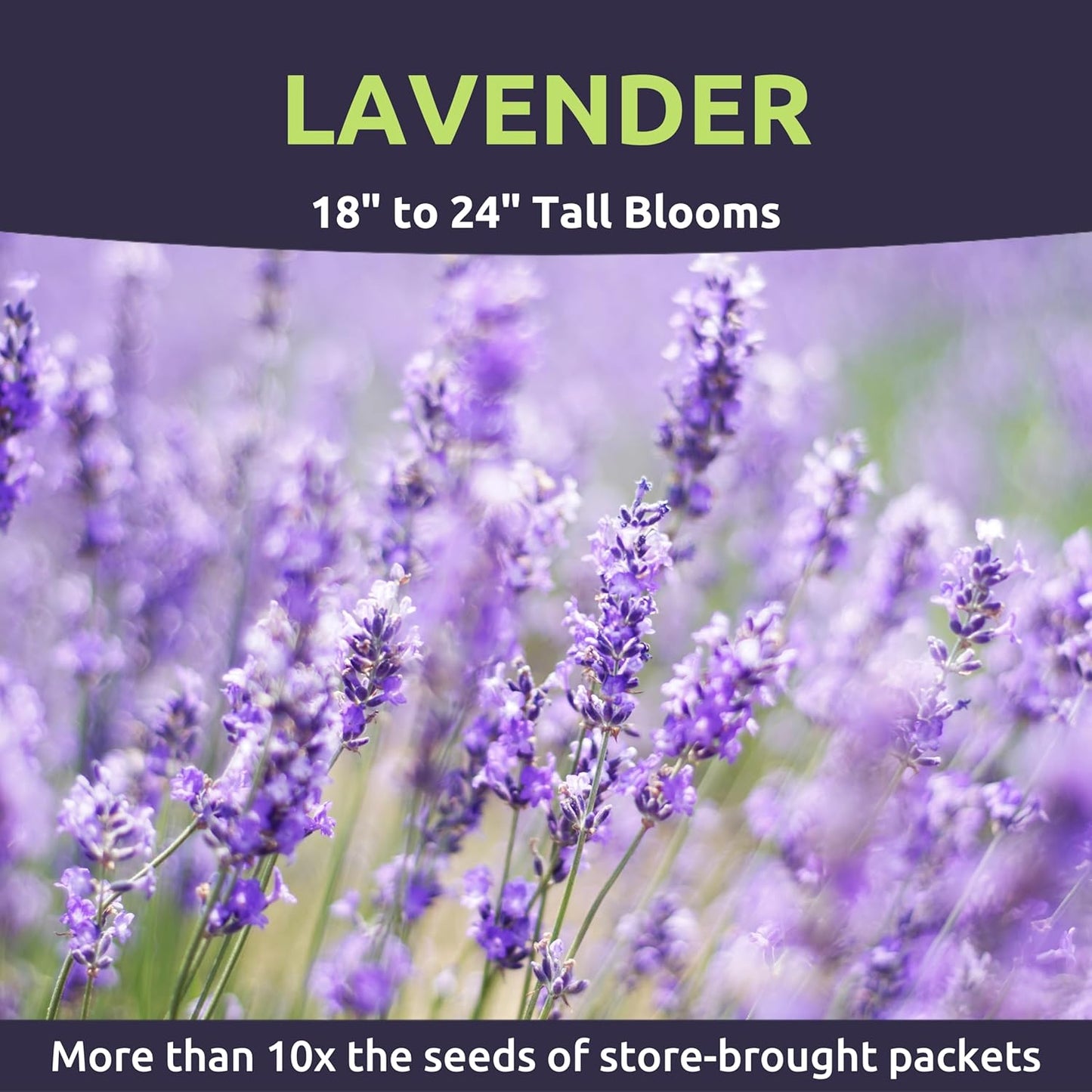 Lavender - Large 1/4 Ounce Packet - 7,000 Flower Seeds for Planting - Lavandula Angustifolia TLBH