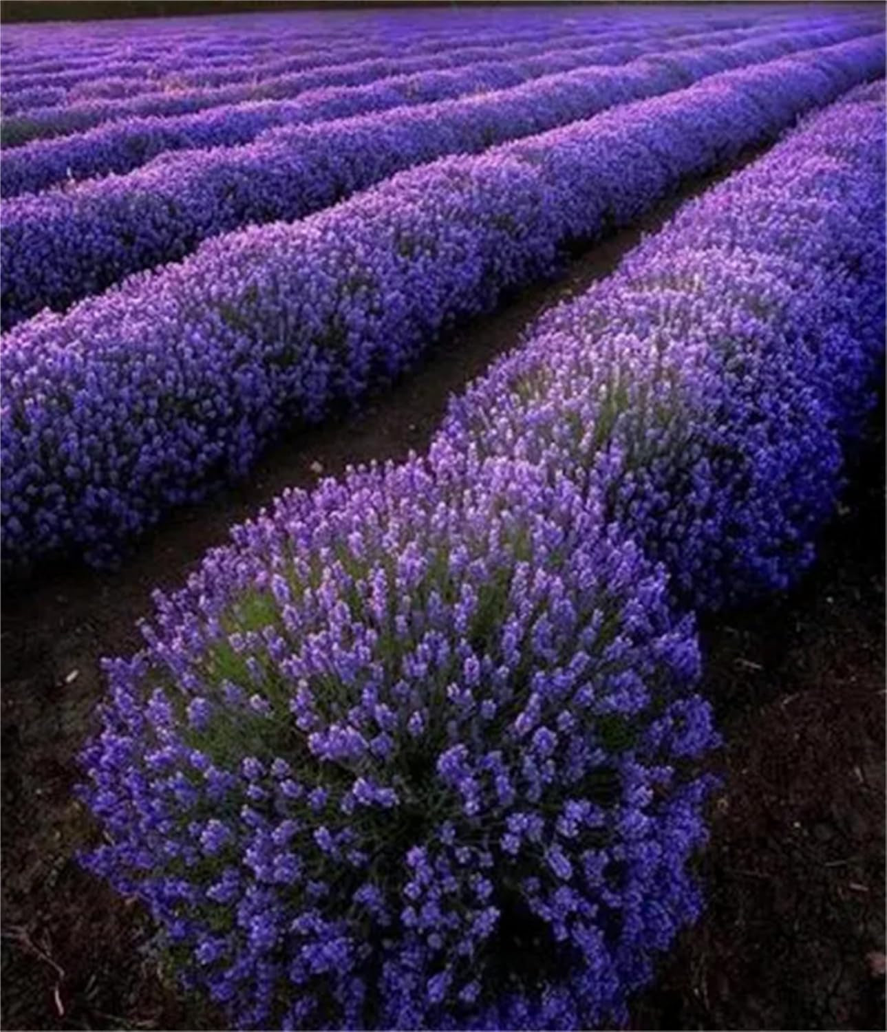 Garden Plant Seed Flower Seed Lavandula Angustifolia 'Ellagance Purple' Lavender 1000+ Seeds TLBH