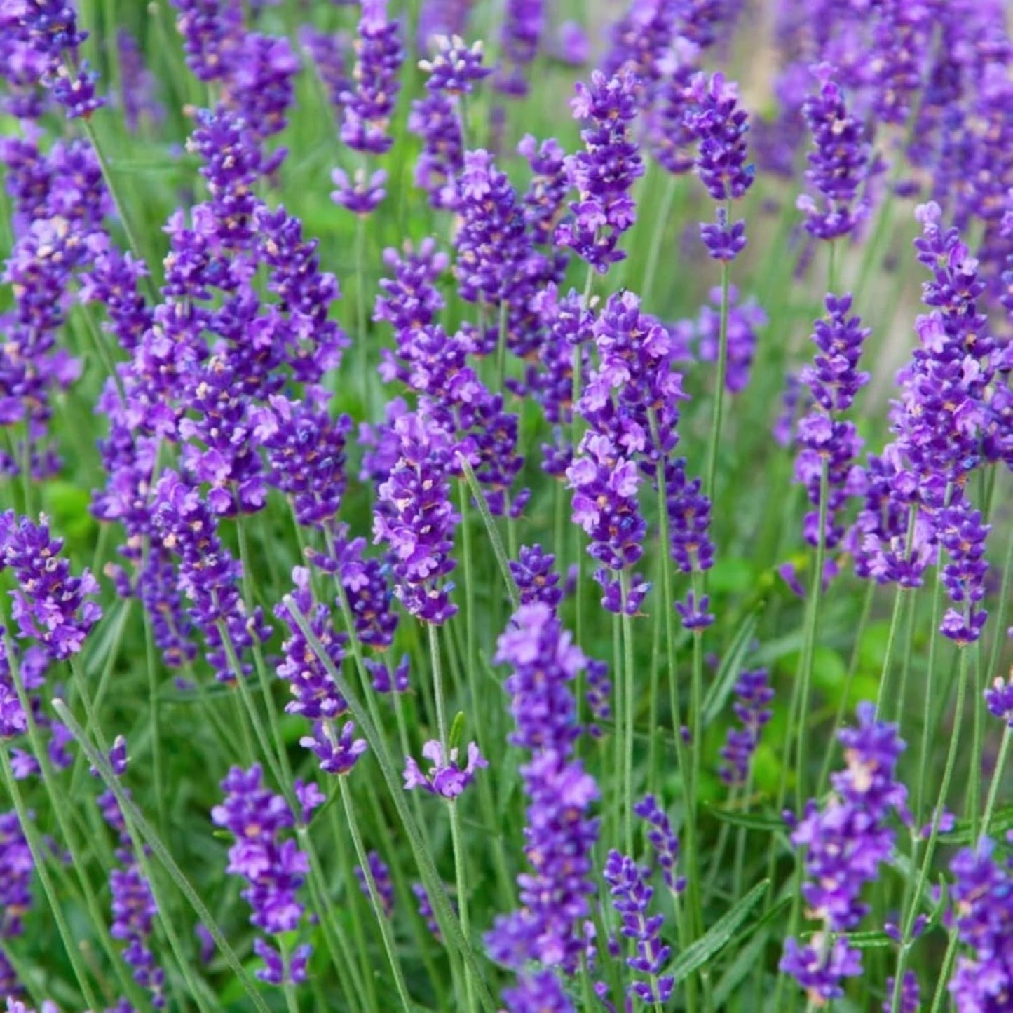 Munstead Lavender Seeds Lavandula Angustifolia 'Munstead' Aromatic Foliage Bushy Perennial Herb Attract Bees & Butterflies Drought Tolerant Garden Outdoor 500Pcs Flower Seeds by YEGAOL Garden TLBH