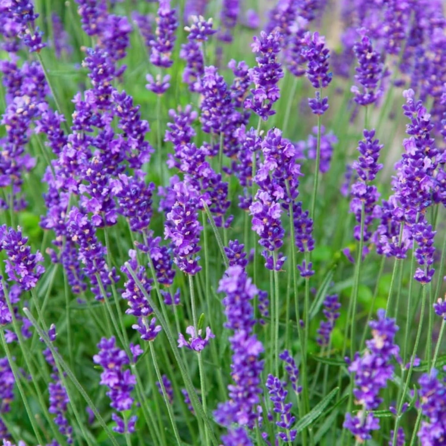 Munstead Lavender Seeds Lavandula Angustifolia 'Munstead' Aromatic Foliage Bushy Perennial Herb Attract Bees & Butterflies Drought Tolerant Garden Outdoor 500Pcs Flower Seeds by YEGAOL Garden TLBH