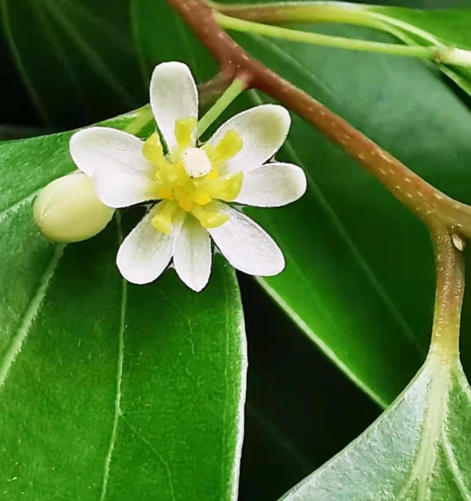 35 Cinnamon Tree Seeds Cinnamomum Verum Fast Growing True Ceylon Cinnamomum TLBH