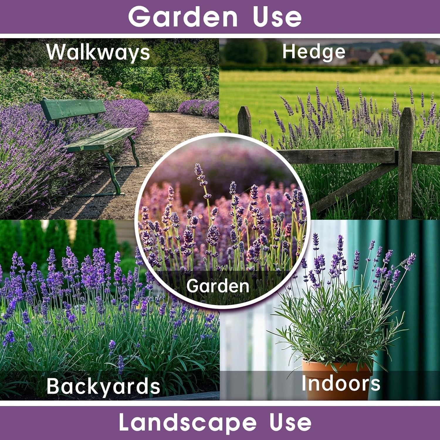 2000 Lavender Seeds for Planting Organic Lavandula Angustifolia, Non-Gmo Perennial Flowering Lavender Plants for Outdoors & Indoor Garden, Suitable for Gardening Enthusiasts TLBH