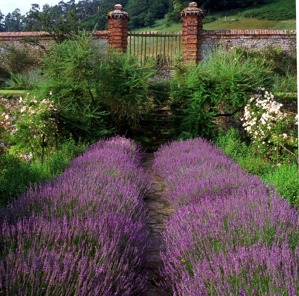 English Vera Lavender Seeds for Planting, 1000+ Seeds per Packet, (), Non GMO & Heirloom Seeds, Botanical Name: Lavandula Angustifolia, Great Herb Garden Gift TLBH