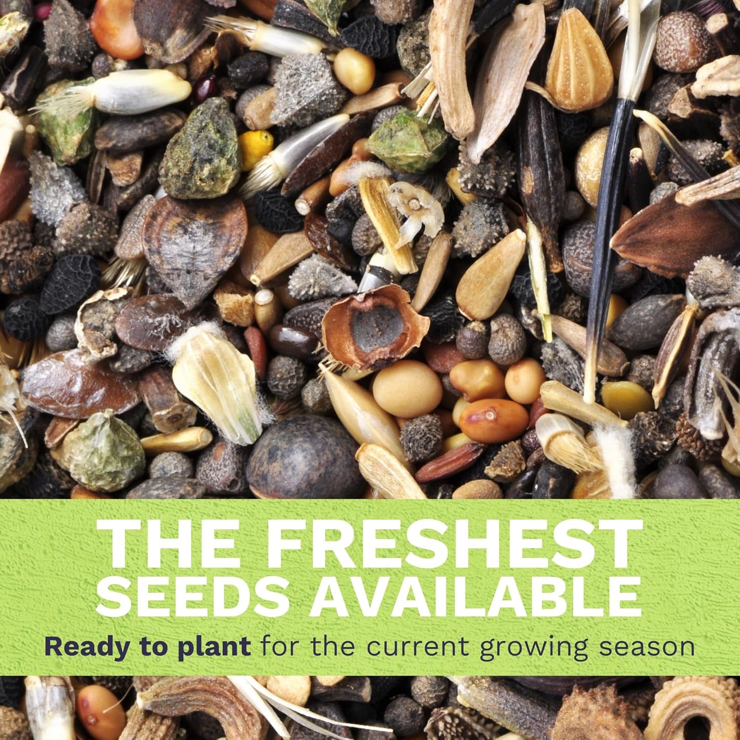 Lavender - Large 1/4 Ounce Packet - 7,000 Flower Seeds for Planting - Lavandula Angustifolia TLBH