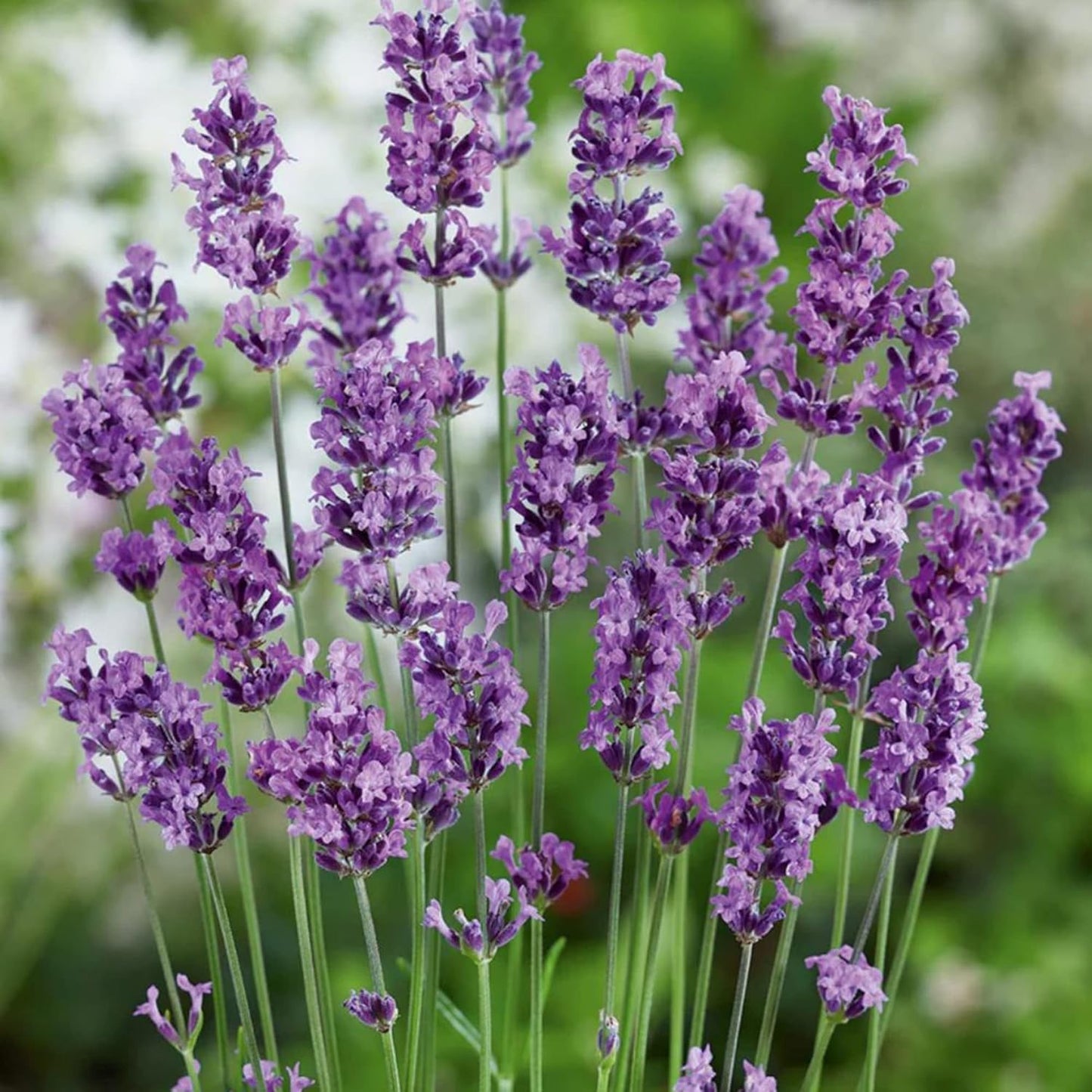 Munstead Lavender Seeds Lavandula Angustifolia 'Munstead' Aromatic Foliage Bushy Perennial Herb Attract Bees & Butterflies Drought Tolerant Garden Outdoor 500Pcs Flower Seeds by YEGAOL Garden TLBH