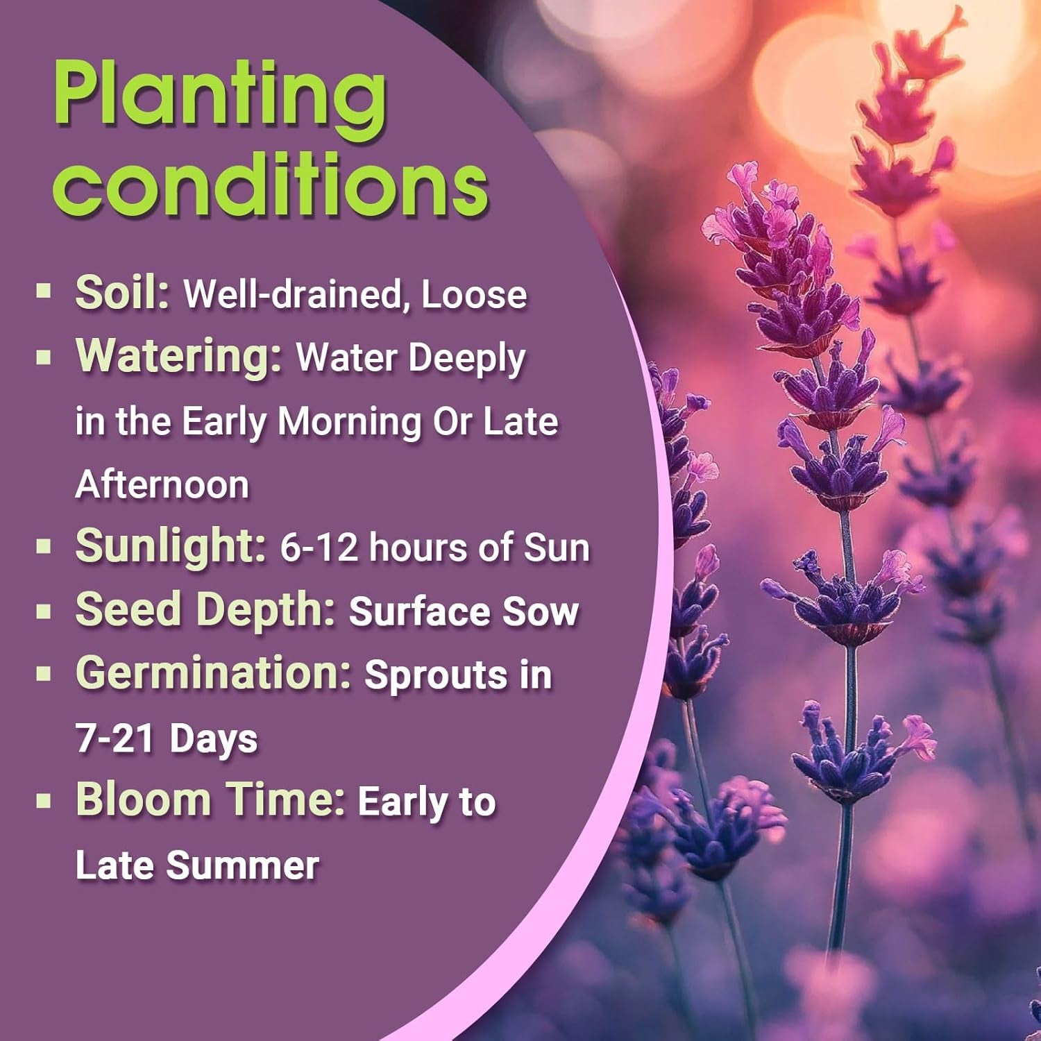 2000 Lavender Seeds for Planting Organic Lavandula Angustifolia, Non-Gmo Perennial Flowering Lavender Plants for Outdoors & Indoor Garden, Suitable for Gardening Enthusiasts TLBH