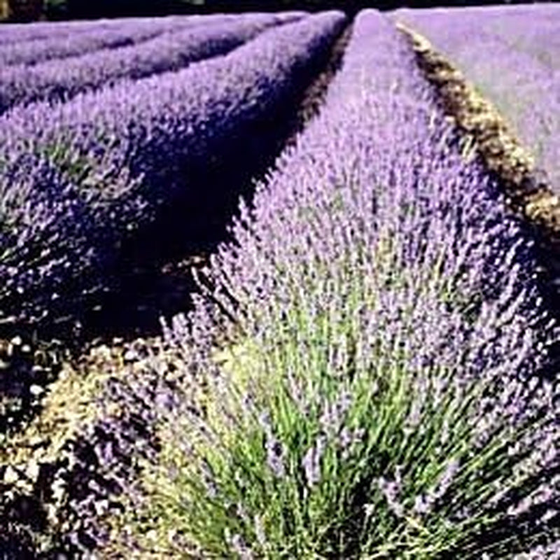 Lavender Common English Nice Garden Flower by  Bulk 5,000 Seeds TLBH
