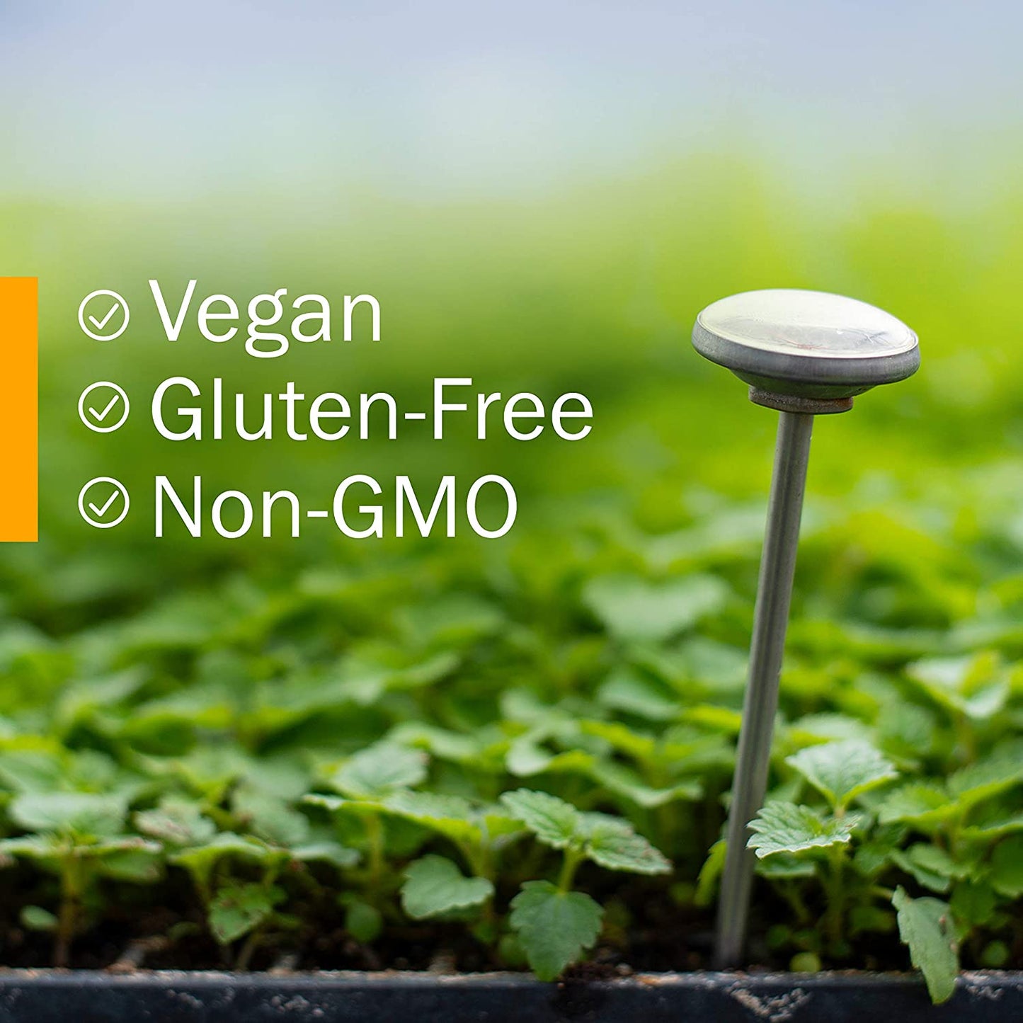 Organic Echinacea Root Extract, Alcohol-Free: Immune System Support for All Seasons, Fast-Acting Echinacea Plant Supplement, Non-Gmo, Vegan & Gluten-Free, 1 Oz TLBH