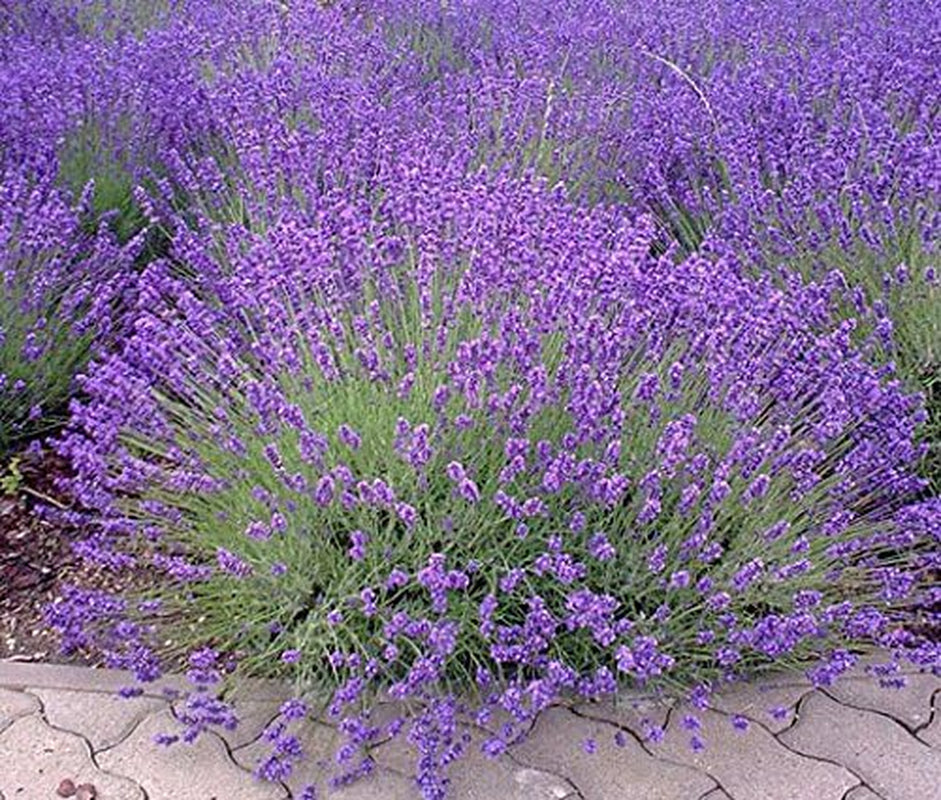 English Vera Lavender Seeds for Planting, 1000+ Seeds per Packet, (), Non GMO & Heirloom Seeds, Botanical Name: Lavandula Angustifolia, Great Herb Garden Gift TLBH