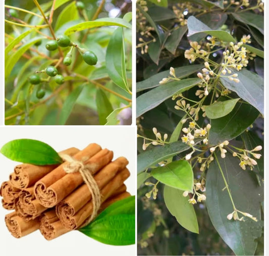 35 Cinnamon Tree Seeds Cinnamomum Verum Fast Growing True Ceylon Cinnamomum TLBH