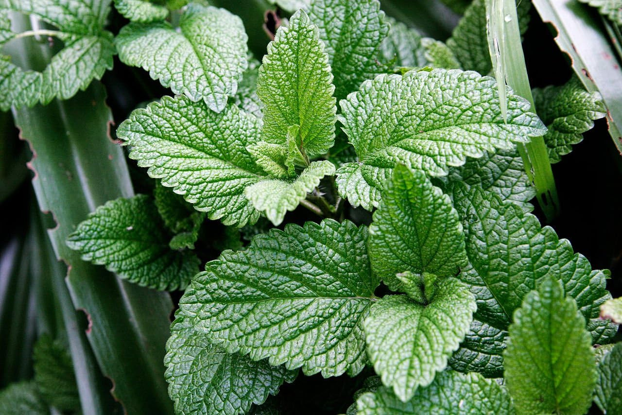 Seeds Mint Peppermint Mentha Medicinal Herbs Garden for Planting Non GMO 1000 Seeds TLBH