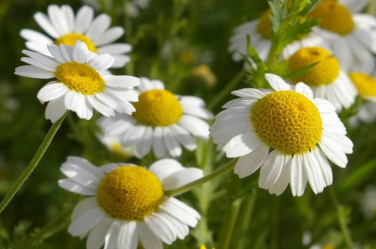 Seeds German Chamomile - Matricaria Chamomilla - 2500 Seeds Heirloom Herbs - GMO Free TLBH