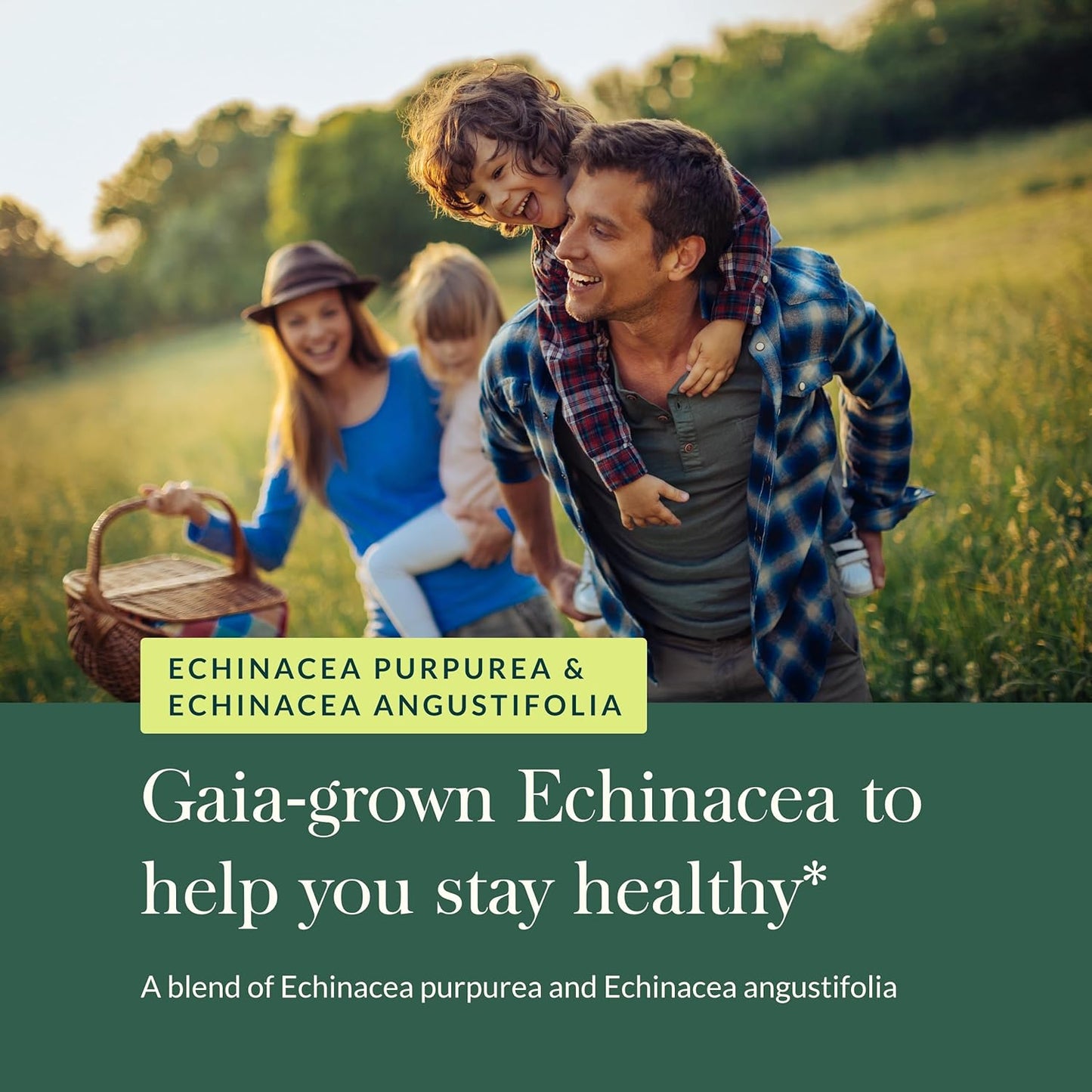 Echinacea Supreme - Immune Support Supplement - Echinacea Purpurea & Angustifolia Blend to Support Immune System - 60 Vegan Liquid Phyto-Capsules (30-Day Supply) TLBH