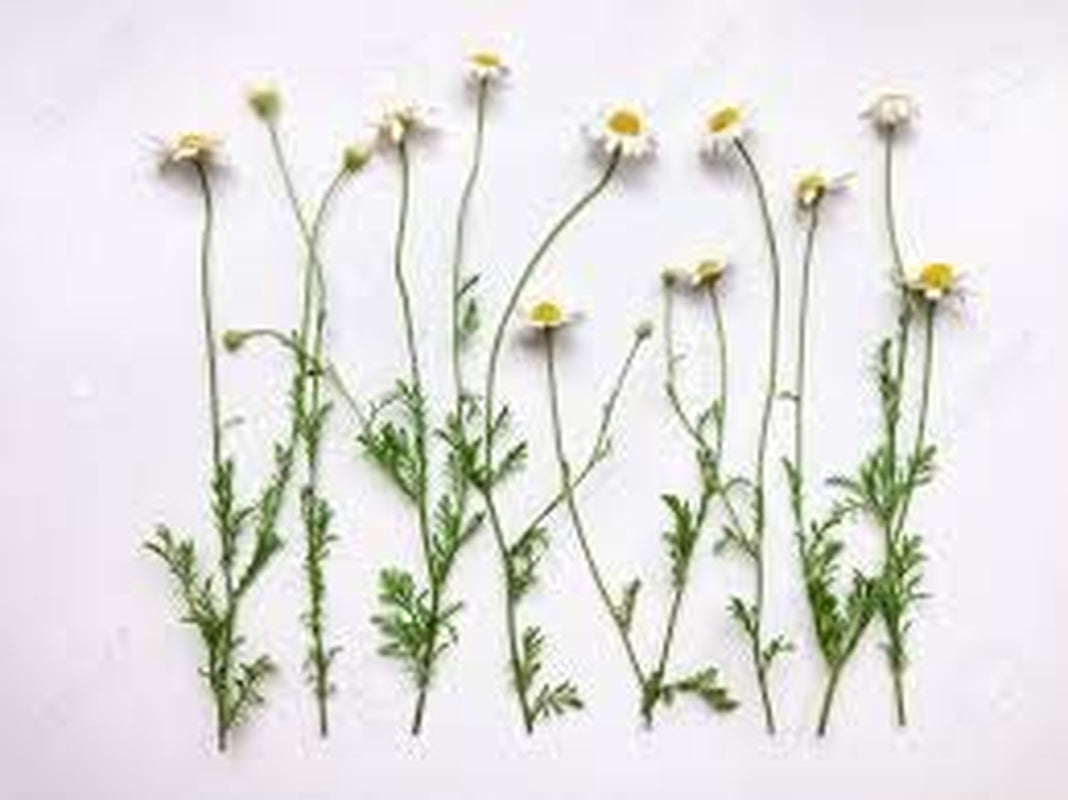 Wildcrafted German Chamomile Dried Powder 4Oz Matricaria Chamomilia Tea the Bloomin Herb Shoppe TLBH