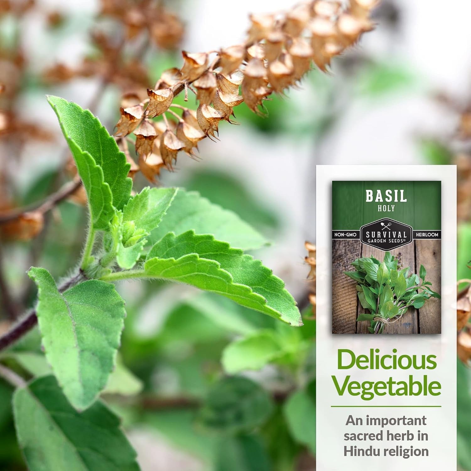 - Holy Basil Seed for Planting - Packet with Instructions to Plant and Grow the Indian Sacred Herb Tulsi in Your Home Vegetable Garden - Non-Gmo Heirloom Variety - Indian Herb TLBH